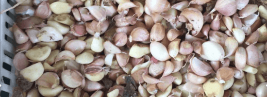 семена чеснока