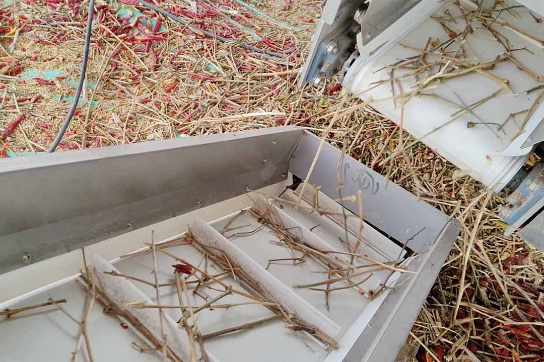 Grotech color sorter sorting super-long chili peppers