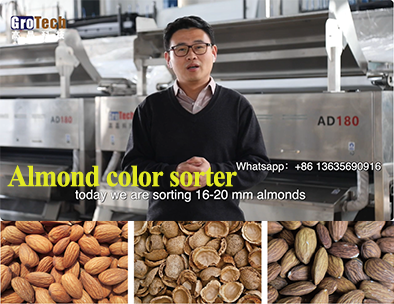【Almond color sorter】AI color sorter sorts almonds, only 16-20mm